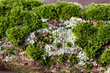 Baum