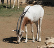 Antelope Antelope