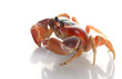 Moon Crab