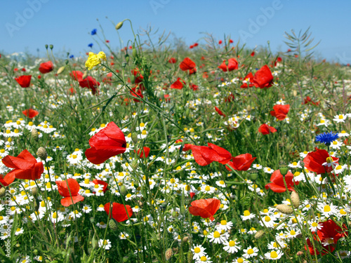 Foto: Mohnwiese Mohnwiese