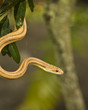 Snake hanging from a Tree