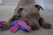 American Stafforshire Bull Terrier