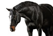 Photo: Dark horse on white background Dark horse on white background