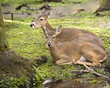 Two White-tail Deer