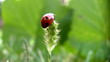 Video: Ladybird on a grass. Ladybird on a grass.
