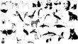 black-and-white animals black-and-white animals