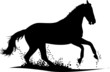 Pferd Galopp Pferd Galopp