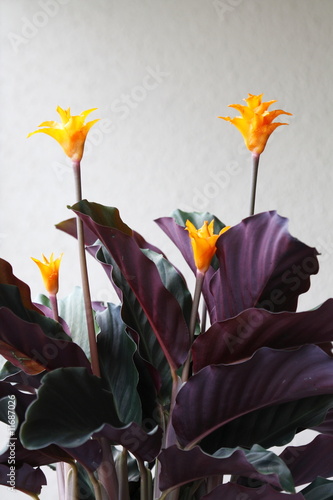 Calathea+flower
