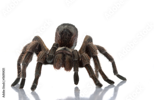 Photo: Chilean Beautiful Tarantula Chilean Beautiful Tarantula