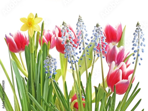 Foto: frühling blumen frühling blumen