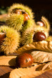 Castagne nel riccio