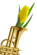 yellow tulip in gold trumpet romantic Valentine yellow tulip in gold trumpet romantic Valentine