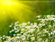 Photo: Rising sun above the beautiful camomiles Rising sun above the beautiful camomiles