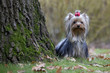 yorkshire terrier minuscule auprès d'un arbre immense yorkshire terrier minuscule auprès d'un arbre immense
