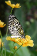 Schmetterling