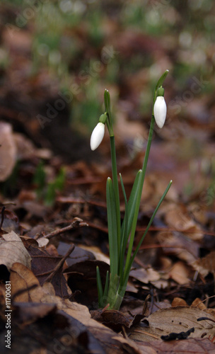 Photo: Schneeglöckchen. Arkadia Schneeglöckchen. Arkadia