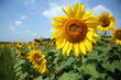 tournesol