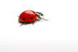 coccinelle