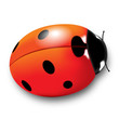 Coccinelle