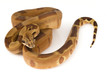 Boa Constrictor Boa Constrictor
