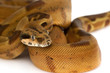 Boa Constrictor Boa Constrictor