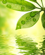 Quadro Green leaf reflected in water