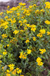 Gewuerztagetes