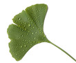 Ginkgoblatt, Ginkgonadel