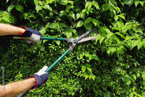 Hecke schneiden - cut a hedge 04 Hecke schneiden - cut a hedge 04