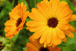 Ringelblume - calendula 16