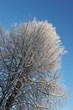 Winter landscape