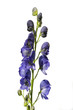 Blauer Eisenhut