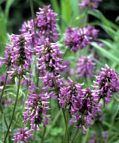 Ziest, Echter, Stachys officinalis
