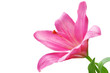 Lilly