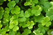 Clovers for backgrounds