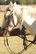 cheval camargais