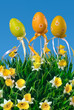 easter eggs on the meadow