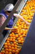 factory of oranges