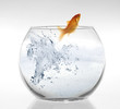 high resolution image of a goldfish leaping out of the water.