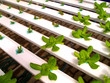 Vegetable Hydroponic 11
