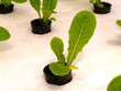Vegetable Hydroponic