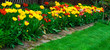 ao_080427_1146.jpg tulpe ao_080427_1146.jpg tulpe