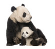 Giant Panda (18 months) - Ailuropoda melanoleuca