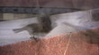 Sparrows 1