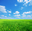 Sunny spring landscape Sunny spring landscape