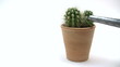 Watering Cactus