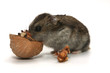 hamster