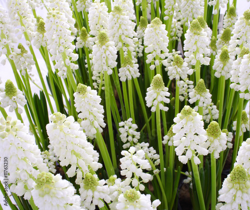 Foto: Muscari bothryoides var.alba - close up Muscari bothryoides var.alba - close up