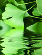 Foto: ginkgoblatt ginkgoblatt