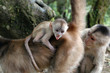 Baby monkey